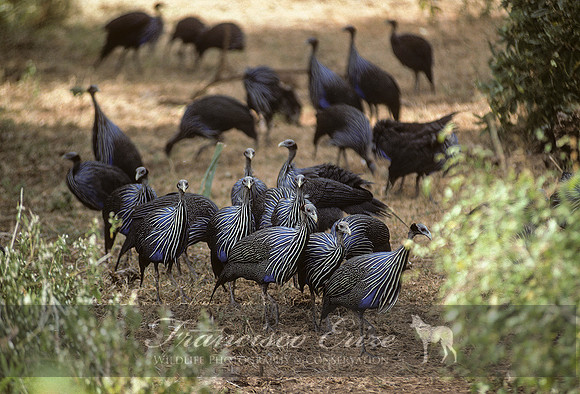 B23B Acryllium vulturinum - VULTURINE GUINEAFOWL