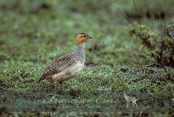 B22B Francolinus coqui - COQUI FRANCOLIN