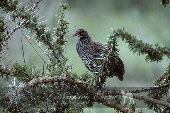 B22B Francolinus squamatus - SCALY FRANCOLIN