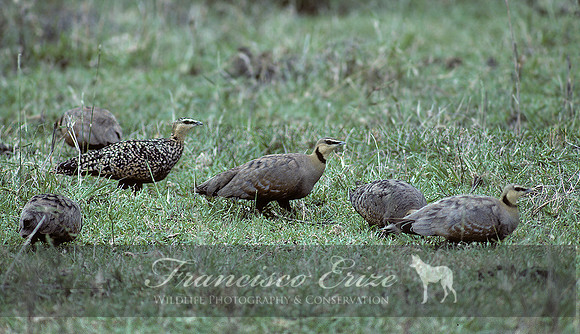 B42b Pterocles gutturalis - YELLOW-THROATED SANDGROUSE