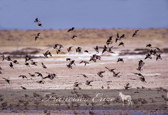 B42B  Pterocles namaqua - NAMAQUA SANDGROUSE