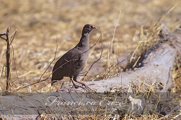 B22B Francolinus adspersus - RED-BILLED FRANCOLIN