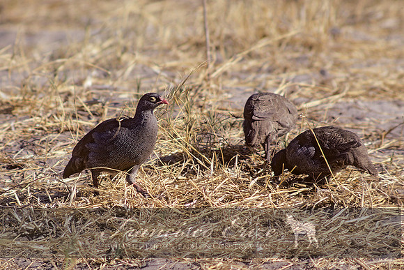 B22B Francolinus adspersus - RED-BILLED FRANCOLIN
