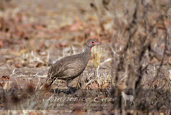 B22B francolinus swainsonii - SWAINSON'S FRANCOLIN
