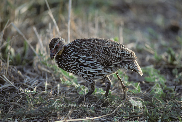 B22B Francolinus leucoscepus - YELLOW-NECKED SPURFOWL