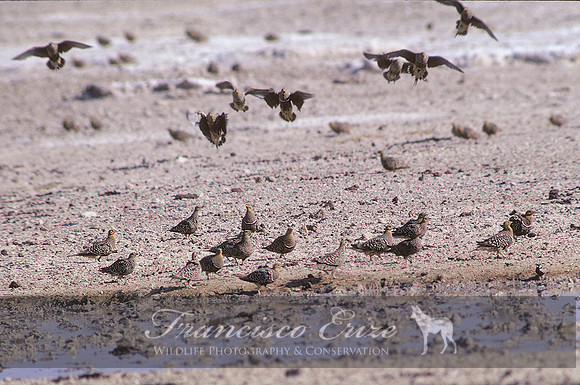 M42B Pterocles namaqua - NAMAQUA SANDGROUSE
