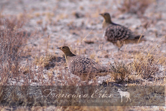 B42B Pterocles namaqua - NAMAQUA SANDGROUSE