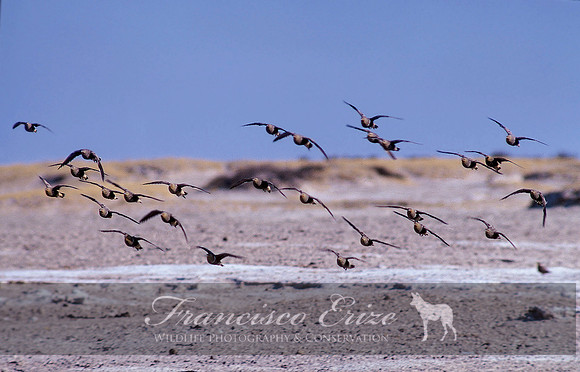 B42B Pterocles namaqua - NAMAQUA SQANDGROUSE