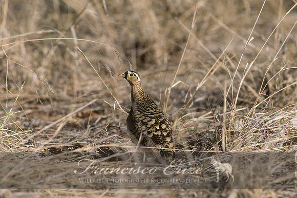 B42B Pterocles decoratus - BLACK-FACED SANDGROUSE