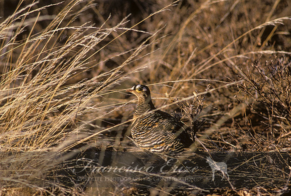B42B Pterocles lichtensteinii - LICHTENSTEIN'S SANDGROUSE