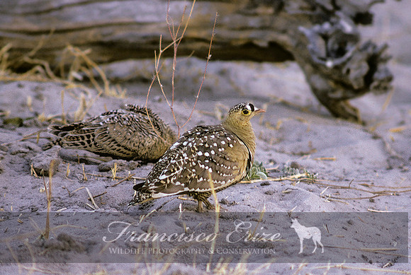 B42B Pterocles bicinctus - DOUBLE-BANDED SANDGROUSE