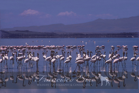 B16 Phoeniconaias minor - LESSER FLAMINGO