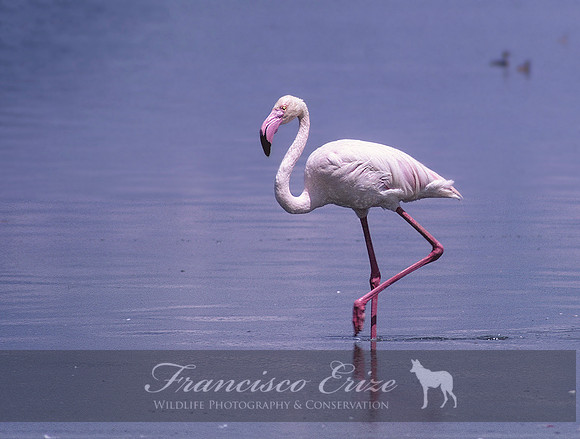 B16 Phoenicopterus roseus - GREATER FLAMINGO
