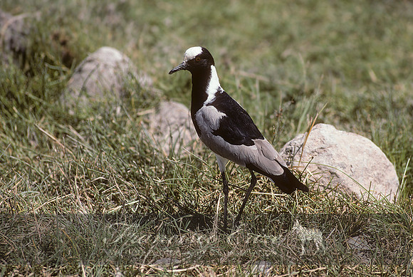 B33 Vanellus armatus - BLACKSMITH LAPWING