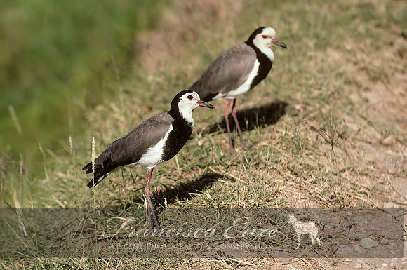 B33 Vanellus crassirostris - LONG-TOED LAPWING