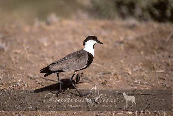 B33 Vanellus spinosus - SPUR-WINGED PLOVER