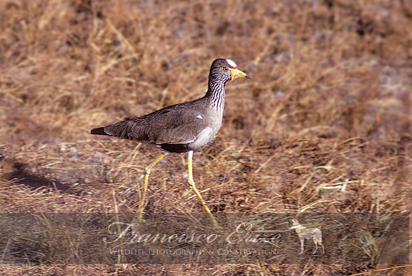 B33 Vanellus senegalensis - AFRICAN WATTLED LAPWING