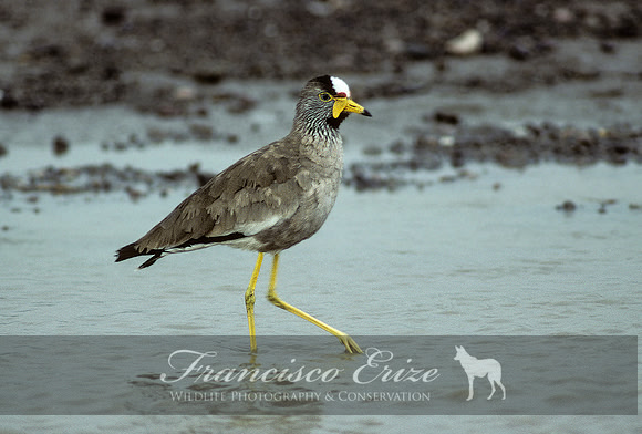 B33 Vanellus senegalensis - AFRICAN WATTLED LAPWING