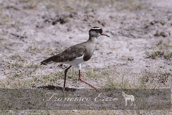 B33 Vanellus coronatus - CROWNED LAPWING