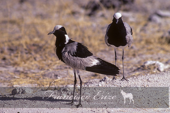 B33 Vanellus armatus - BLACKSMITH LAPWING