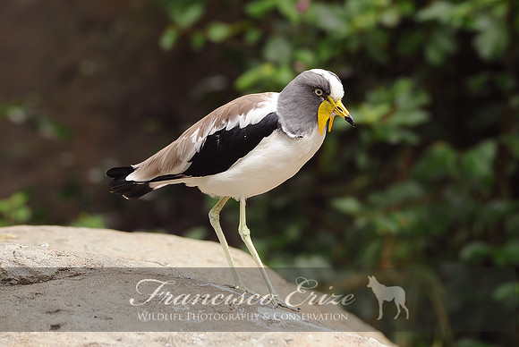 B33 Vanellus albiceps - WHITE CROWNED LAPWING