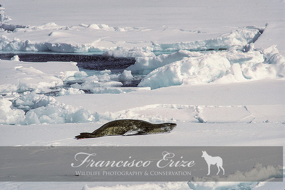 M15 Hydrurga leptonyx - LEOPARD SEAL 1