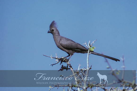 B45b Corythaixoides concolor - GREY GO-AWAY-BIRD