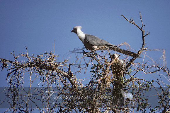 B45B Criniferoides leucogaster - WHITE-BELLIED GO-AWAY-BIRD