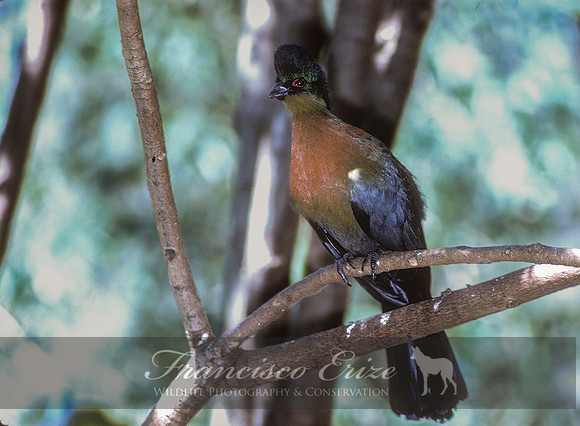 B45B Gallirex pophyreolopha -  PURPLE-CRESTED TOURACO