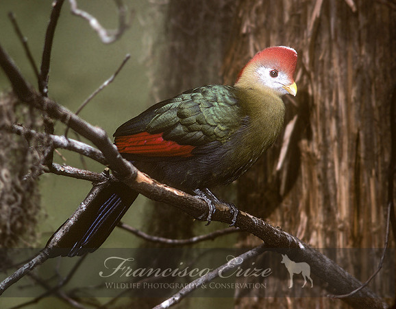 B45B Tauraco erythrolophus - RED-CRESTED TOURACO