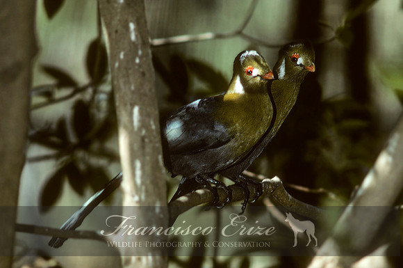 B45B Tauraco leucotis - WHITE-CHEEKED TOURACO