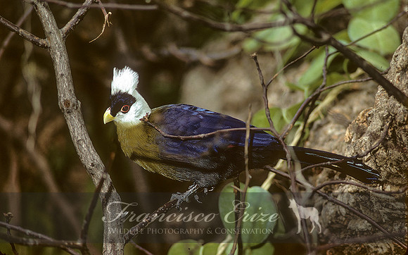 B45B Tauraco leucolophus - WHITE-CRESTED TOURACO