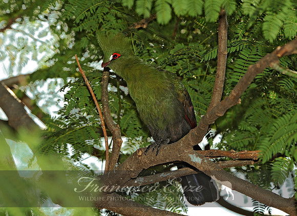 B45B Tauraco persa - GREEN TOURACO