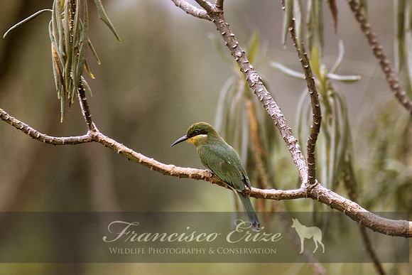 B57B Merops oreobates - CINAMMON-CHESTED BEE-EATER
