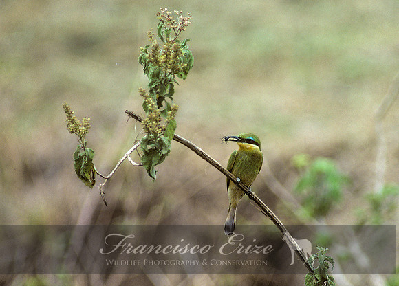 b57b Merops persicus - BLUE-CHEEKED bEE-EATER