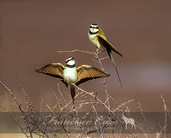 B57B Merops albicollis - WHITE-THROATED BEE-EATER