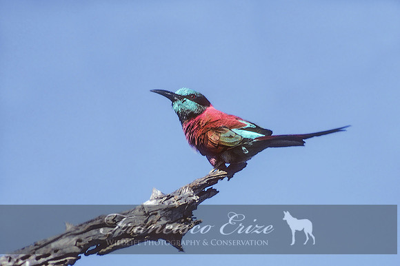 B57B Meropsnubicus - CARMINE BEE-EATER