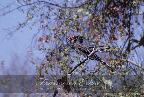 B60B Tockus bradfieldi - BRADFIELD'S HORNBILL