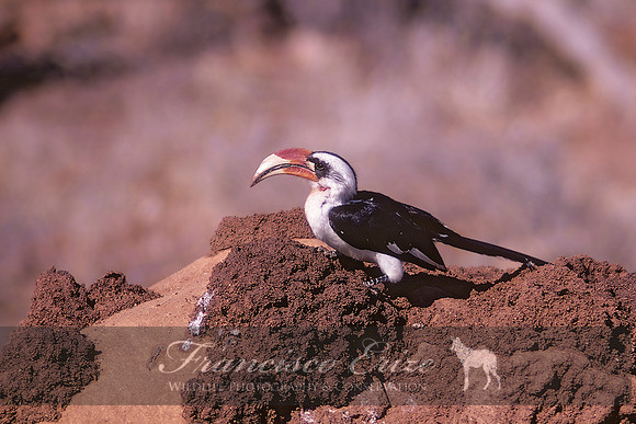 B60B Tockus deckeni - VON DER DECKEN'S HORNBILL