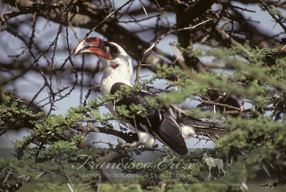 b60B Tockus deckeni - VON DER DECKEN'S HORNBILL