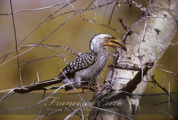 B60B Tockus leucomelas - S. YELLOW-BILLED HORNBILL