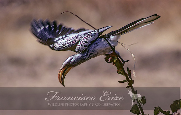 B60B Tockus leucomelas – S. YELLOW-BILLED HORNBILL