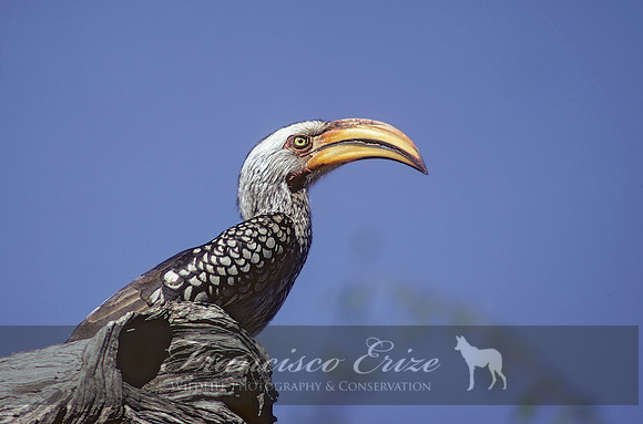 B60B Tockus leucomelas – S. YELLOW-BILLED HORNBILL