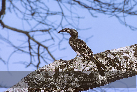 B60B Tockus nasutus - AFRICAN GREY HORNBILL