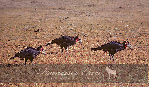 B60B Bucorvus leadbeateri – S. GROUND HORNBILL