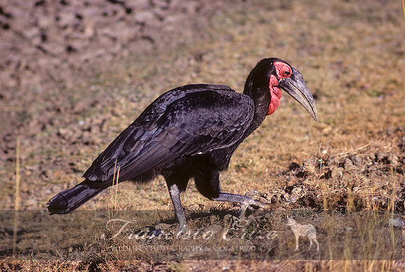 B60B Bucorvus leadbeateri – S. GROUND HORNBILL