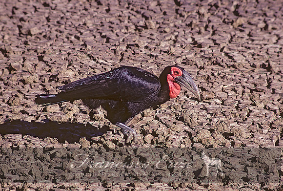 B60B Bucorvus leadbeateri - S. GROUND HORNBILL