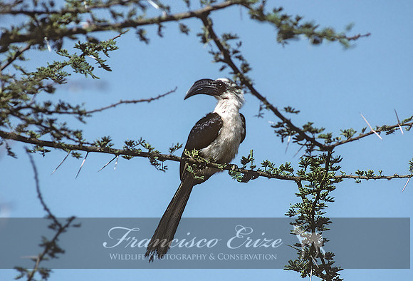 B60B Tockus deckeni - VON DER DECKEN'S HORNBILL,