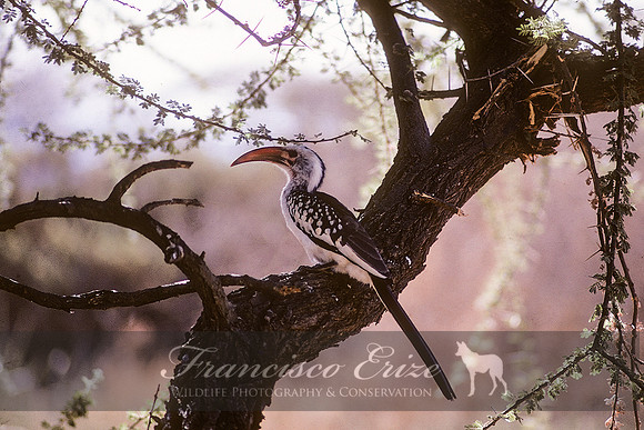 B60B Tockus erythrorhynchus  - N. RED-BILLED HORNBILL