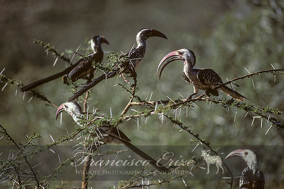 B60B Tockus erythrorhynchus - N. RED-BILLED HORNBILL